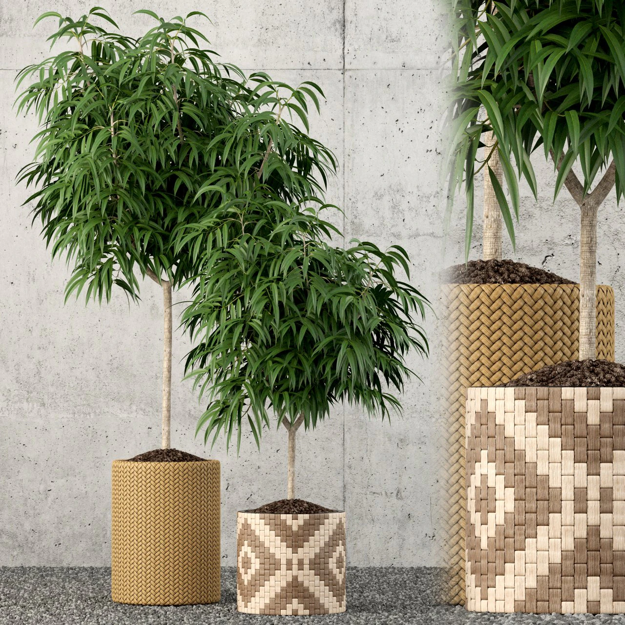 коллекция растений 60 3D Модель .c4d .max .obj .3ds .fbx .stl .blend 