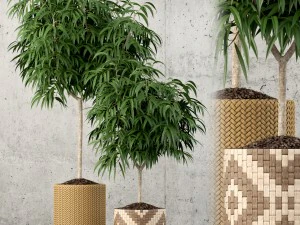 коллекция растений 60 3D Модель