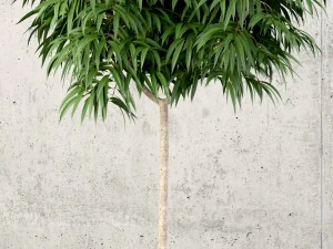 коллекция растений 60 3D Модель