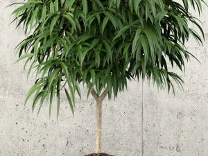 коллекция растений 60 3D Модель