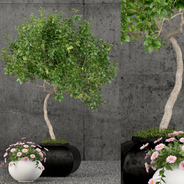 plants collection 61 Modello 3D .c4d .max .obj .3ds .fbx .stl .blend 