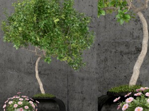 plants collection 61 3D Model
