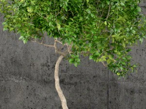 plants collection 61 3D Model