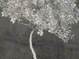 plants collection 61 Modello 3D