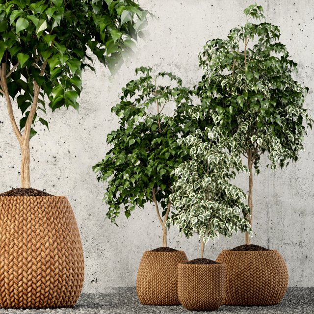 plants collection 62 3D Model .c4d .max .obj .3ds .fbx .stl .blend 