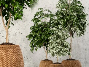 коллекция растений 62 3D Модель