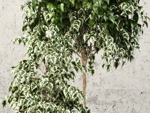 plants collection 62 3D Model