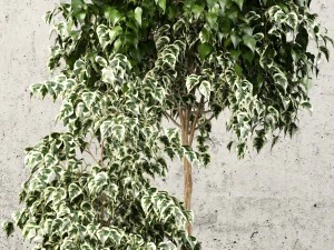 plants collection 62 3D Model