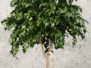 plants collection 62 3D Model