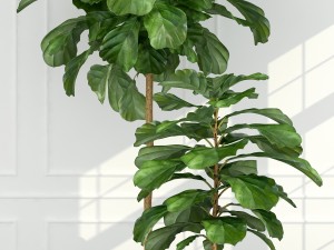 plants collection 63 Model 3D