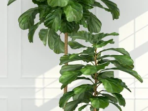 plants collection 63 3D Model