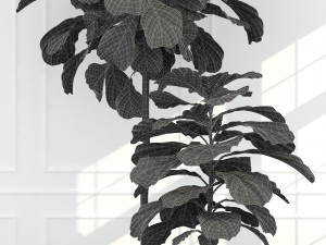 plants collection 63 Model 3D
