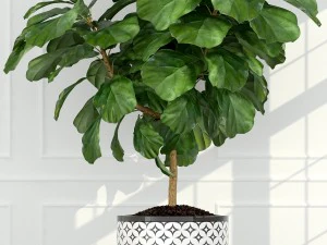 plants collection 63 3D Model