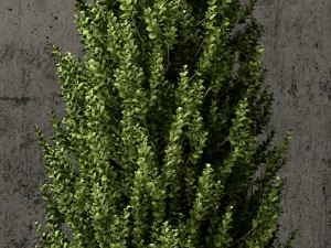 plants collection 64 Model 3D