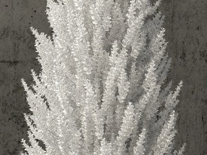 plants collection 64 Model 3D