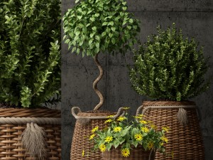 plants collection 65 Modello 3D