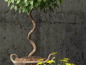 plants collection 65 3D Model