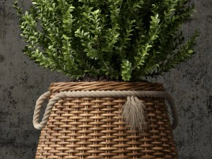 plants collection 65 3D Model