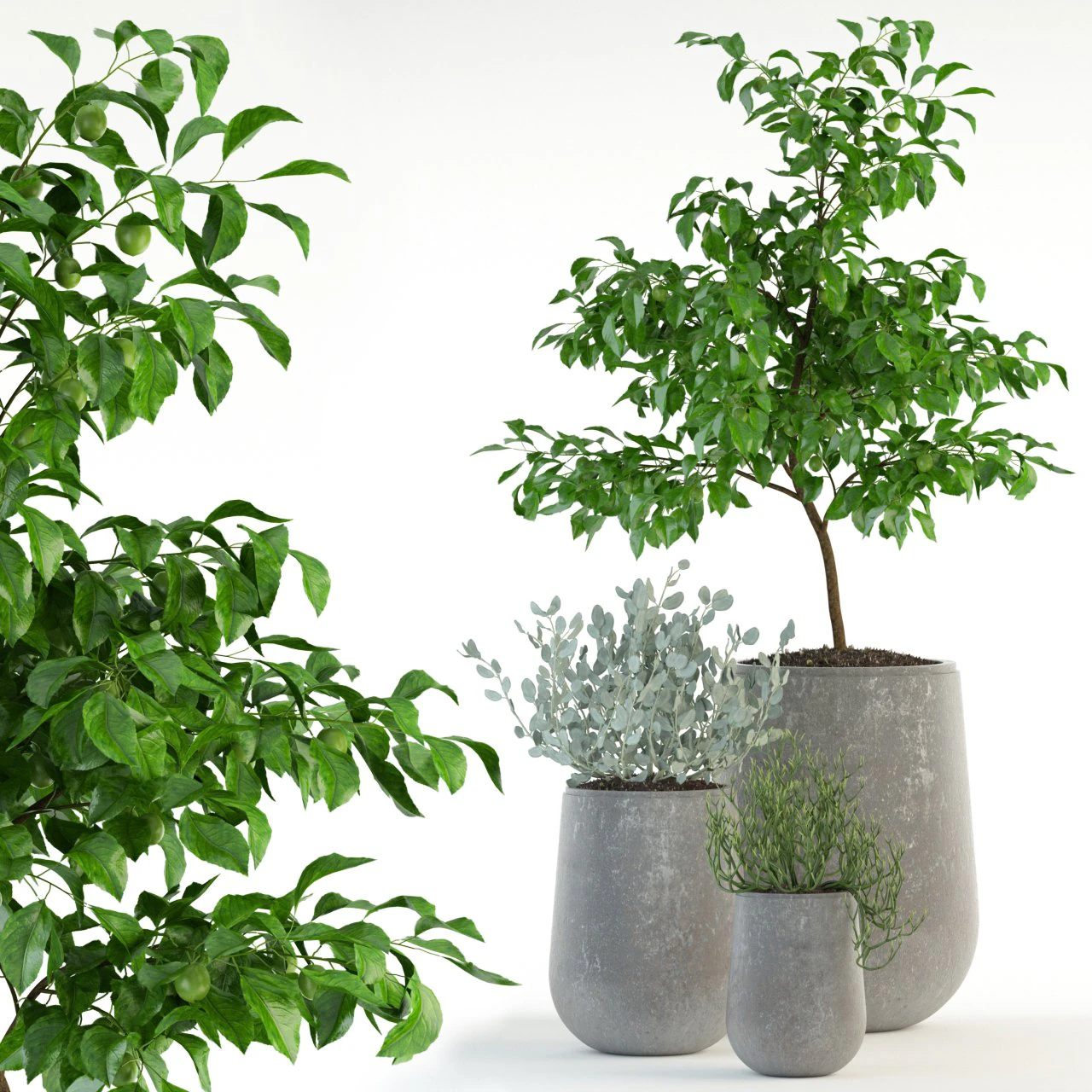 plants collection 82 garden life pots 3D Model .c4d .max .obj .3ds .fbx .stl .blend 