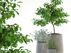 plants collection 82 garden life pots Model 3D