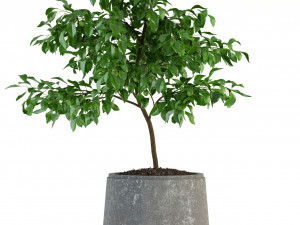 plants collection 82 garden life pots Modello 3D