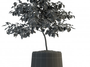 plants collection 82 garden life pots Modello 3D