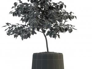 plants collection 82 garden life pots 3D Model
