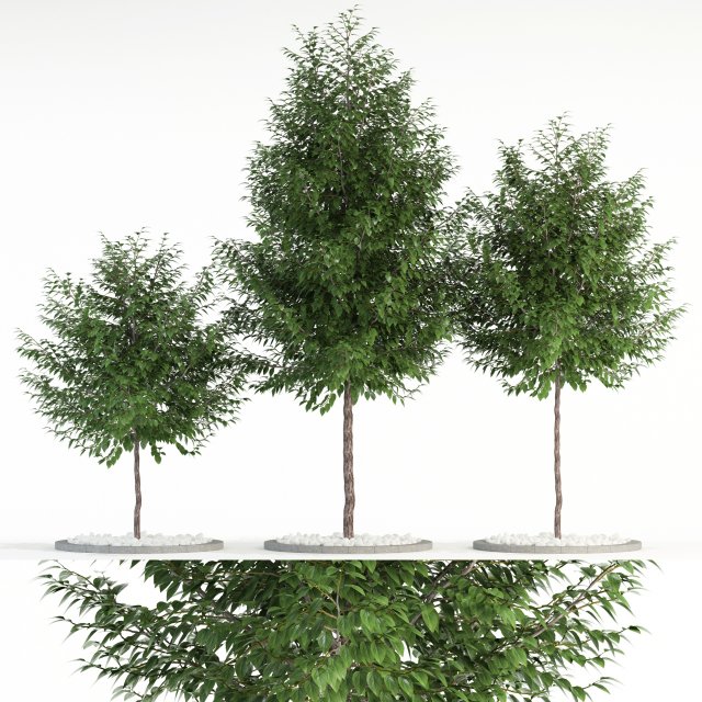 plants collection 83 3D Model .c4d .max .obj .3ds .fbx .stl .blend 