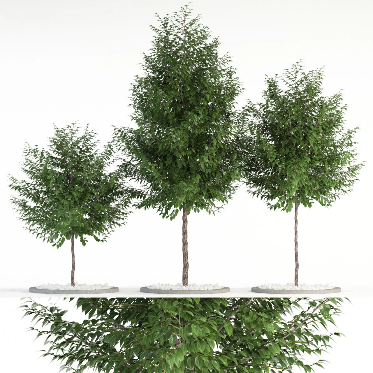 plants collection 83 3D Model .c4d .max .obj .3ds .fbx .stl .blend 