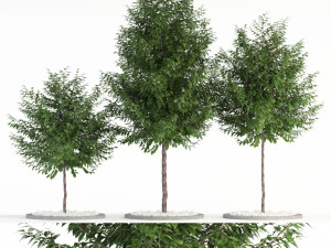 plants collection 83 3D 모델