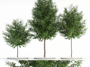 koleksi tanaman 83 Model 3D