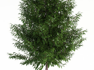plants collection 83 3D Model