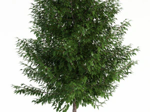 plants collection 83 3D Model