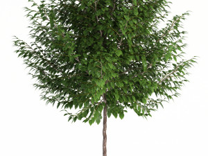 plants collection 83 3D Model