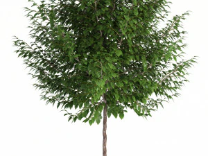 plants collection 83 3D Model