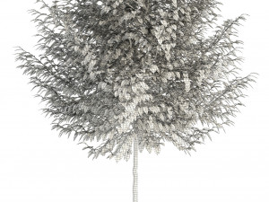 plants collection 83 3D Model
