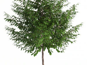 plants collection 83 3D Model