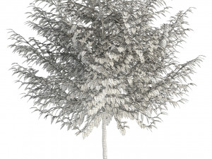 plants collection 83 3D Model