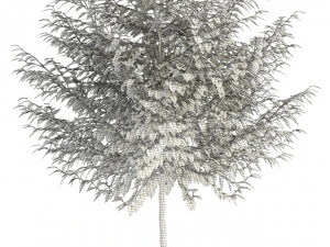 plants collection 83 3D Model