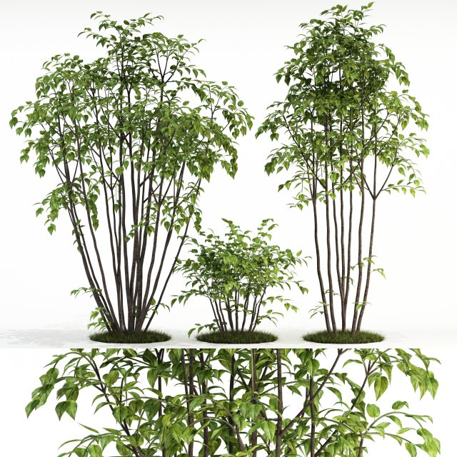 plants collection 84 3D Model .c4d .max .obj .3ds .fbx .stl .blend 