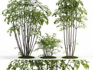 plants collection 84 3D Model