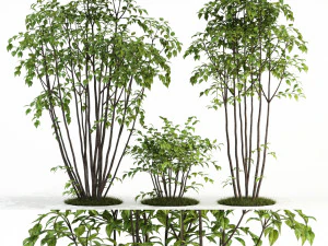 koleksi tanaman 84 Model 3D