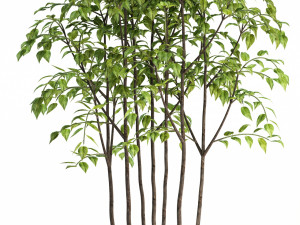 plants collection 84 3D Model