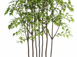 plants collection 84 3D Model