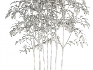 plants collection 84 3D Model