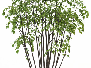 plants collection 84 3D Model