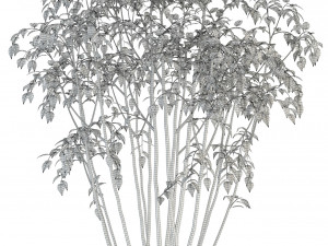 plants collection 84 3D Model