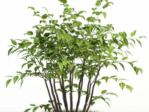 plants collection 84 3D Model