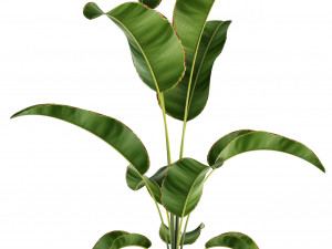 plants collection 85 Modello 3D