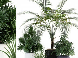 colecci&oacute;n de plantas 86 Modelo 3D